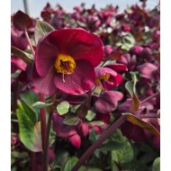 Морозник Helleborus Frostkiss Vibey Velvet